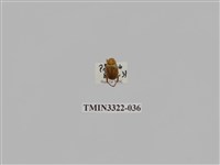 藏品(台灣微條金龜)的圖片